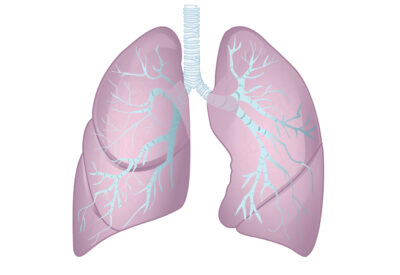 Bronchi and Lungs