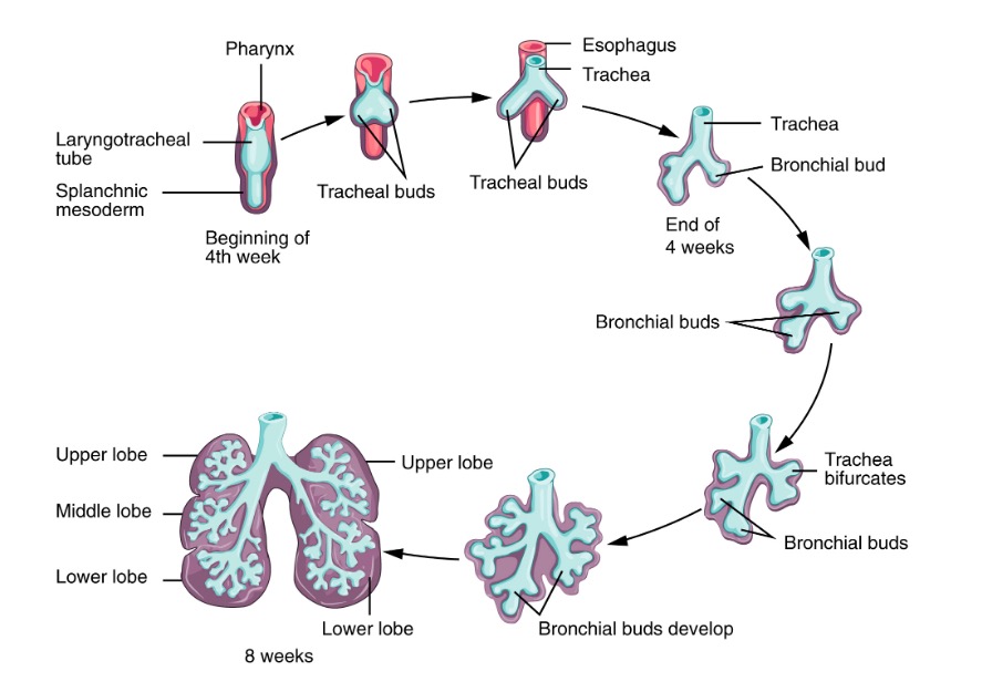 Pulmones Pulmón Anatomía Respiración Respiratoria' Osito de