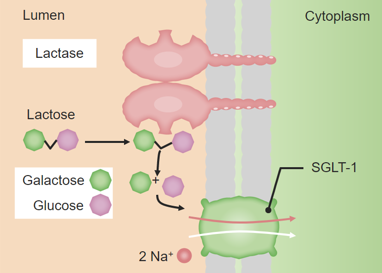 Brush border digestion digestion and absorption of carbohydrates