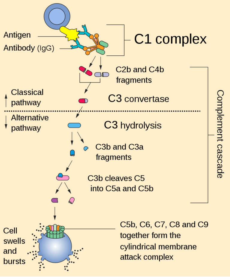 C3 Deficiency | Concise Medical Knowledge