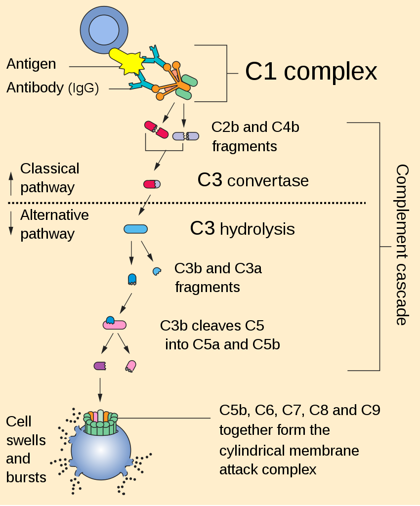 c3-deficiency-concise-medical-knowledge