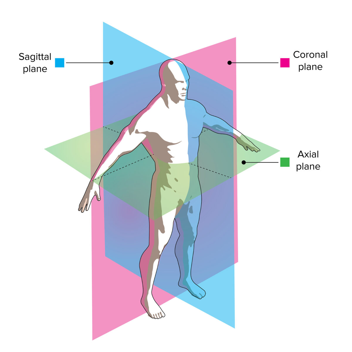 Plano Coronal Ou Frontal - LIBRAIN