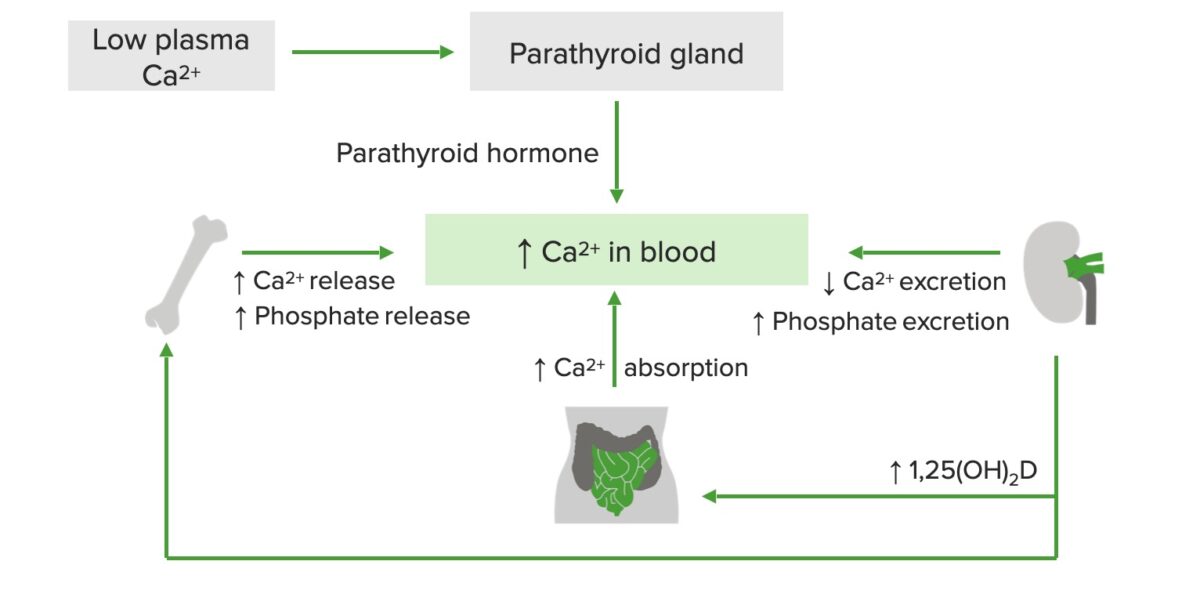 Calcium metabolism