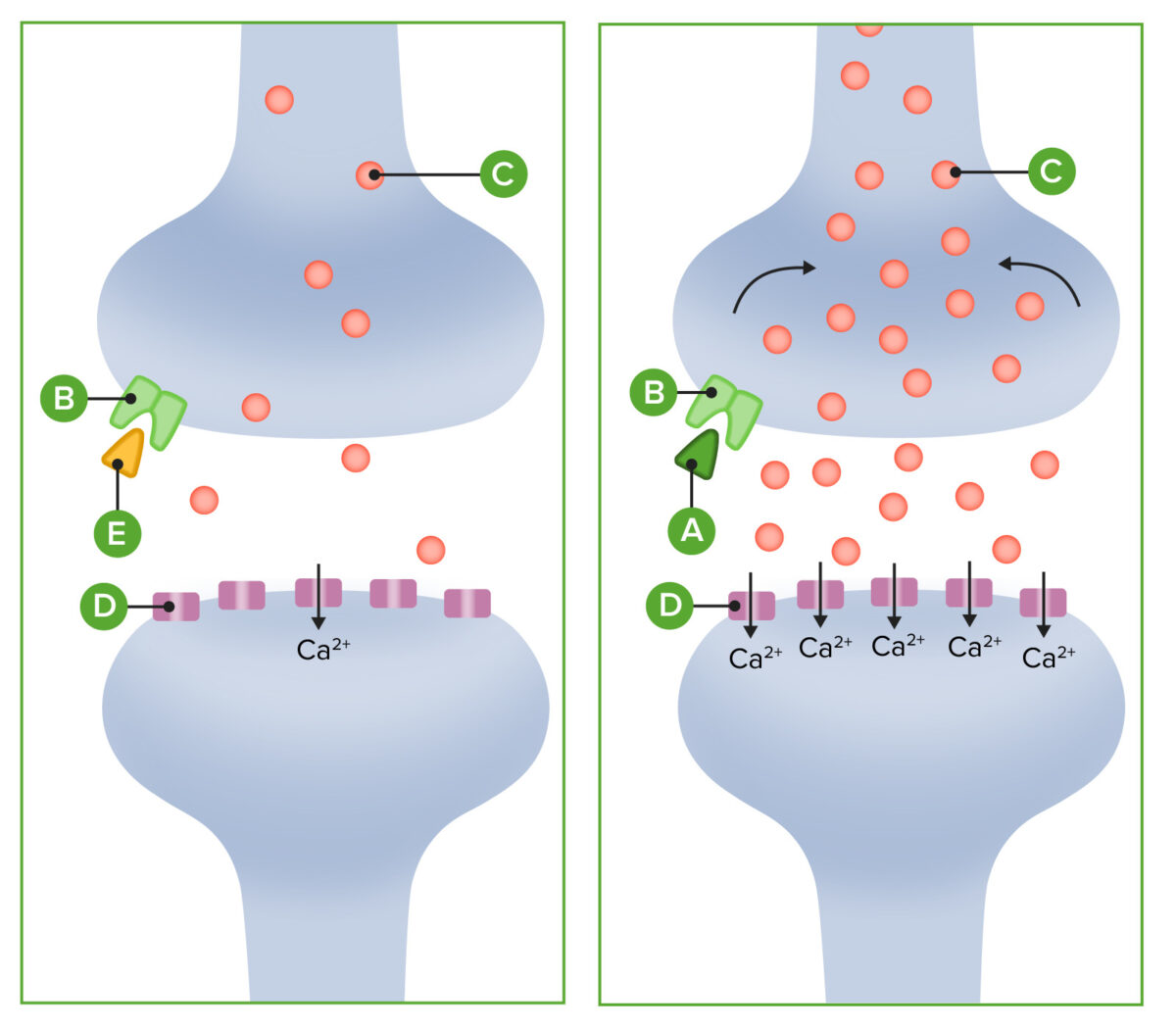 Cannabinoids form a connection with cannabinoid receptors