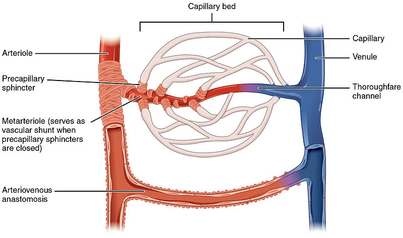 Systemic And Special Circulations Concise Medical Knowledge   Capillary Bed 1 