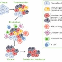 Carcinogenesis by immune evasion