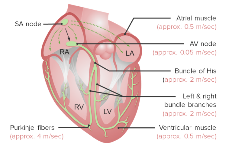 Cardiac Physiology | Concise Medical Knowledge