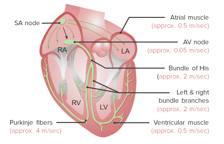 Sistema de conducción cardíaca y tiempos de conducción de los respectivos segmentos.