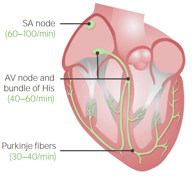Cardiac conduction system and intrinsic rhythms