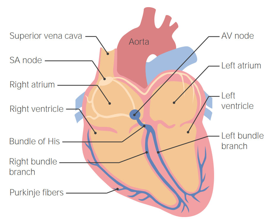 Sistema de condução cardíaca