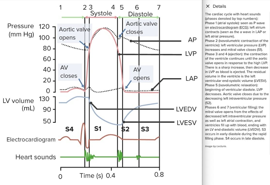 Cardiac physiology