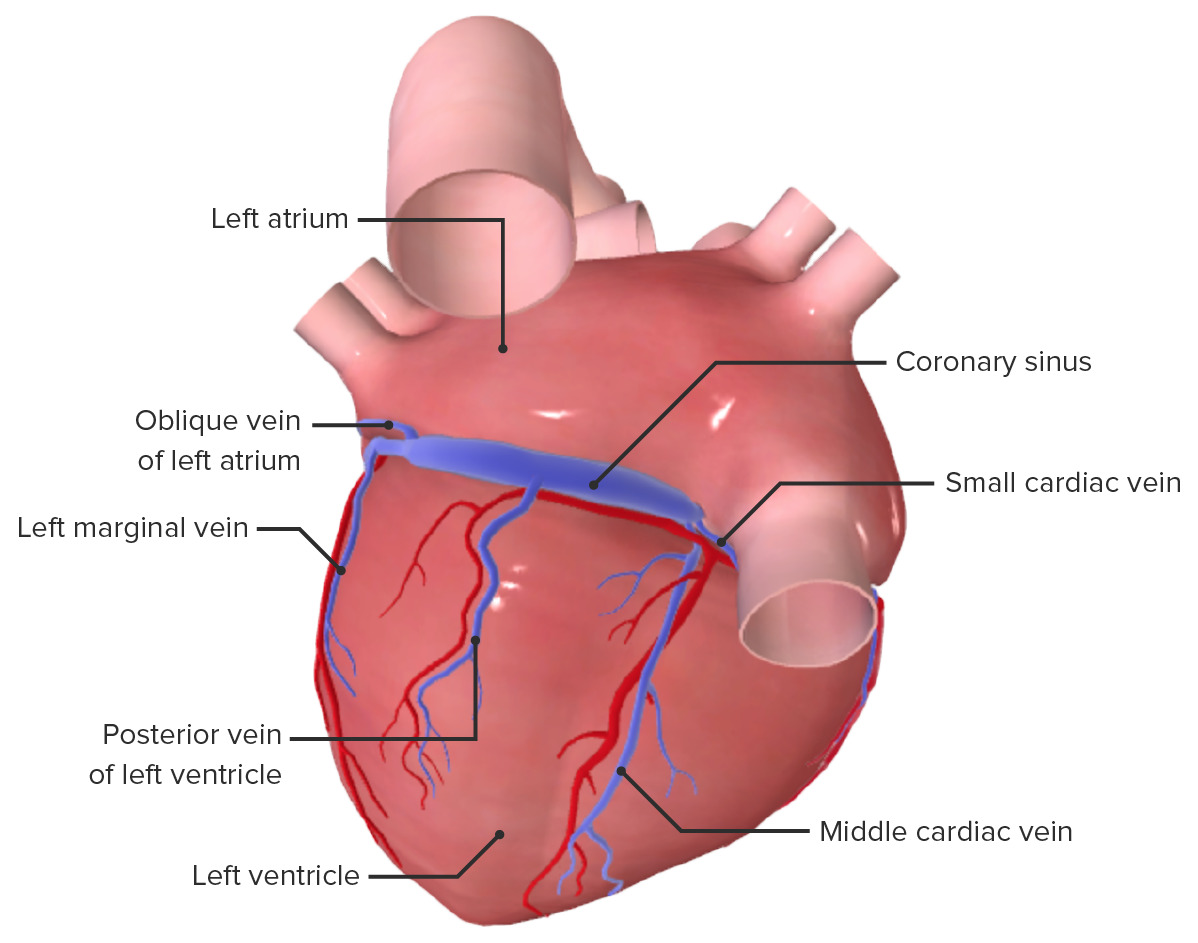 Cardiac vein