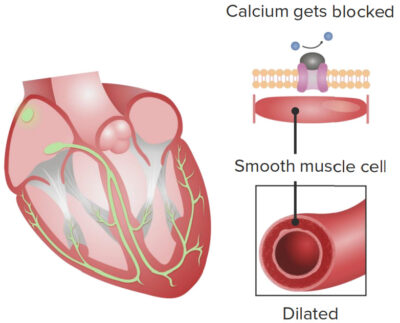 Cardiovascular effects of calcium channel blockers (ccbs)