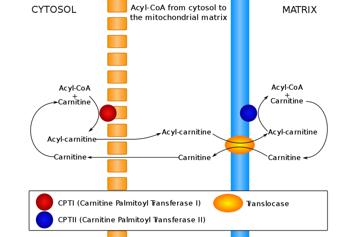 A carnitina transporta ácidos graxos entre o citosol e a matriz mitocondrial