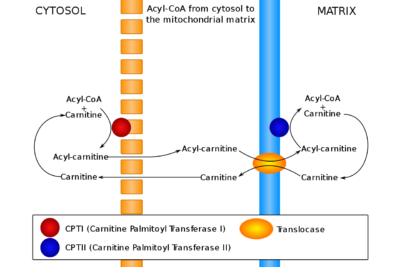 Carnitine transports fatty acids between the cytosol and mitochondrial matrix