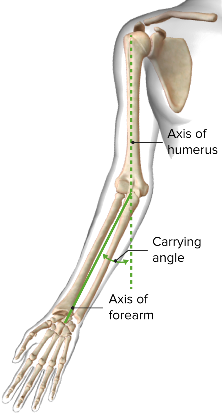 Elbow Joint Anatomy [+video] Lecturio Medical