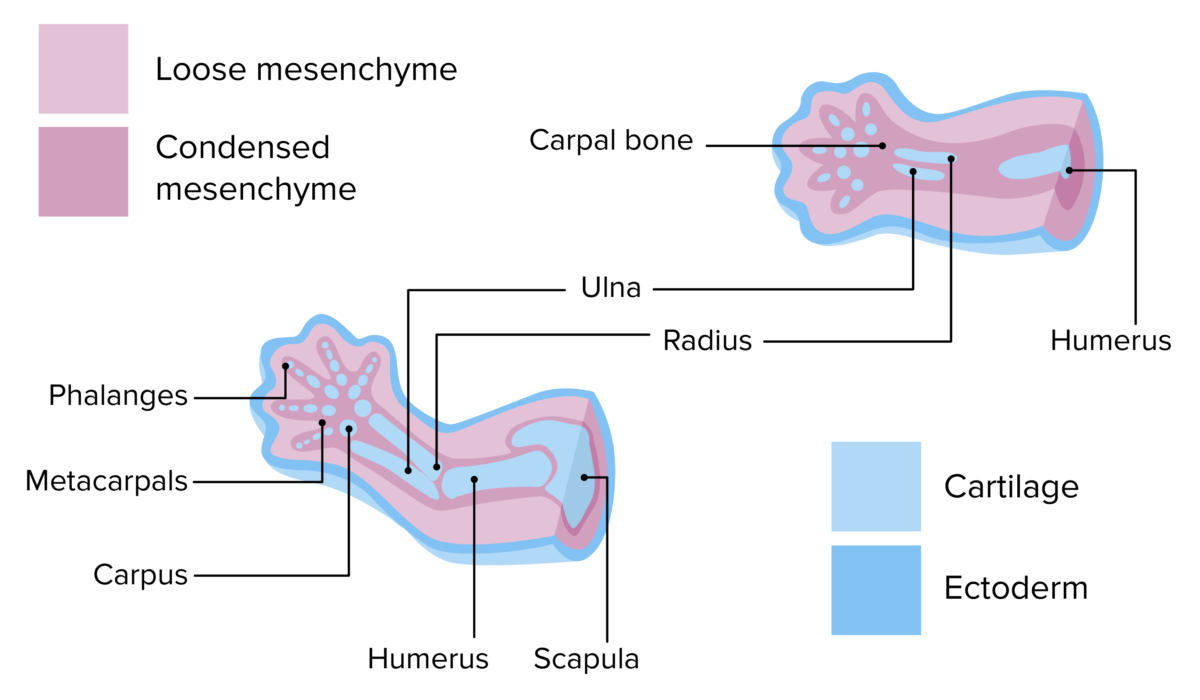 Cartilage development