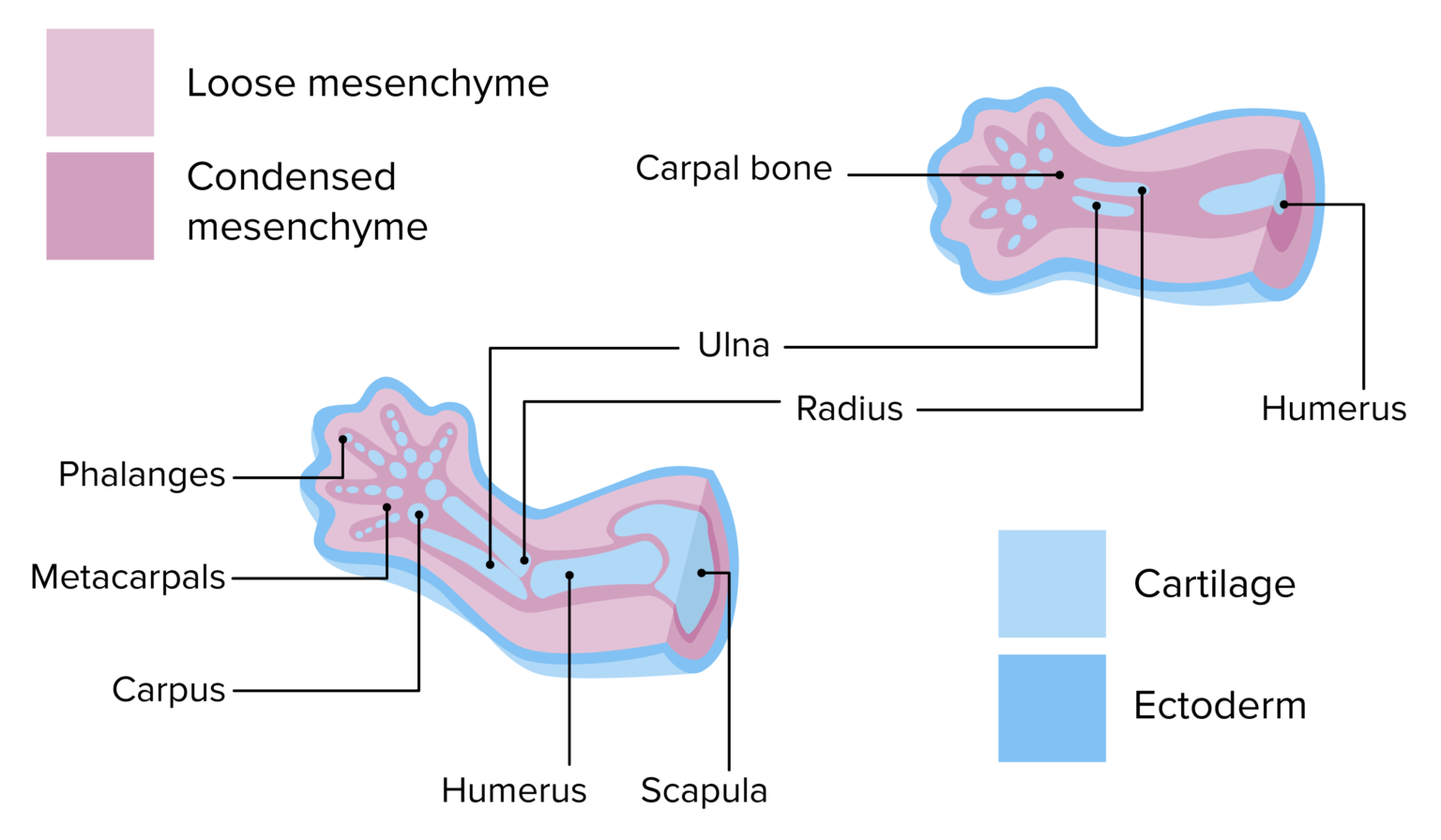 Development of the Limbs | Concise Medical Knowledge