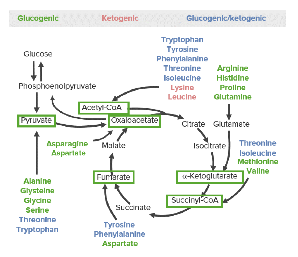 Amino acid catabolism