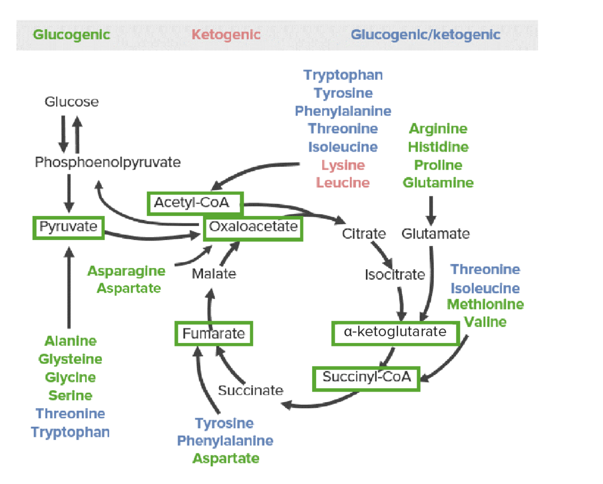 Catabolism of amino acids flow
