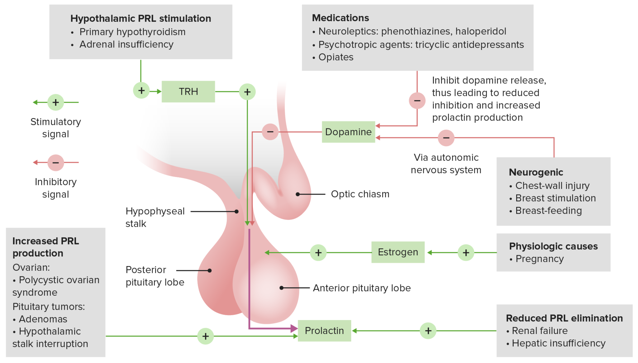 Hyperprolactinemia Concise Medical Knowledge 7064