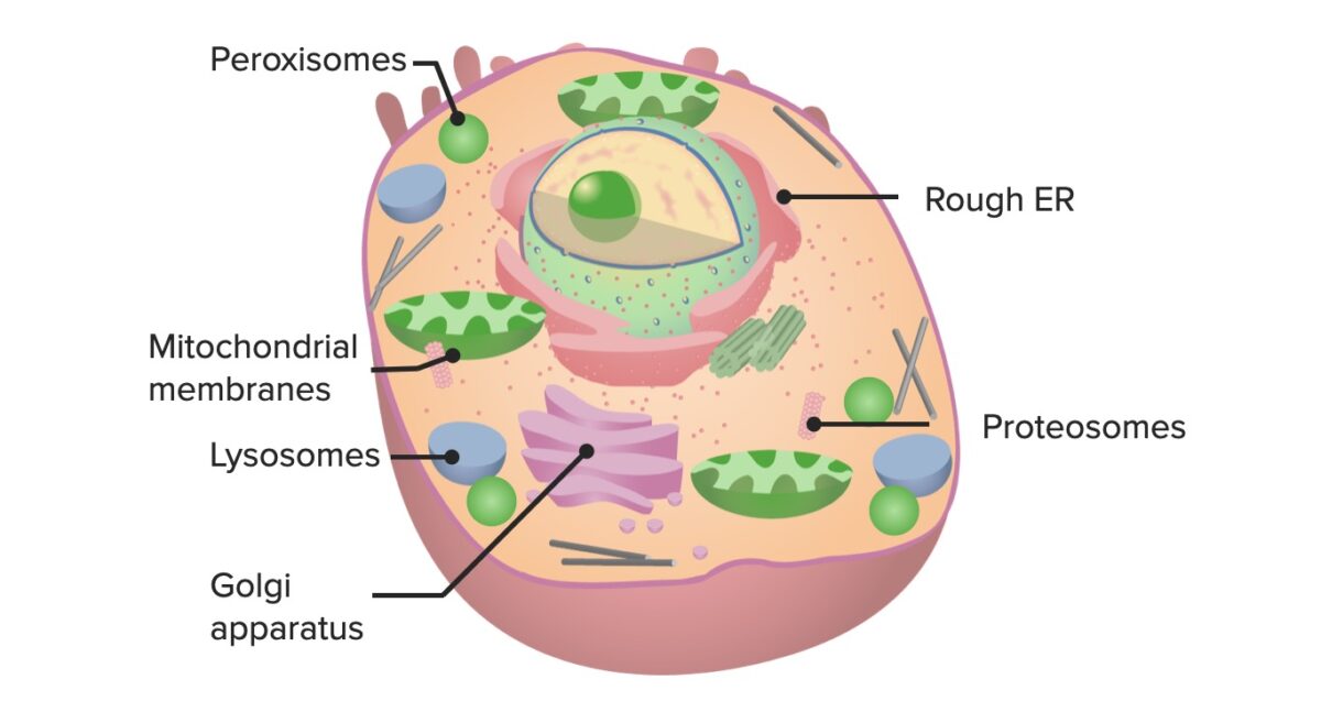 Examples of cell organelles