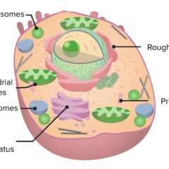 Cell and its organelles