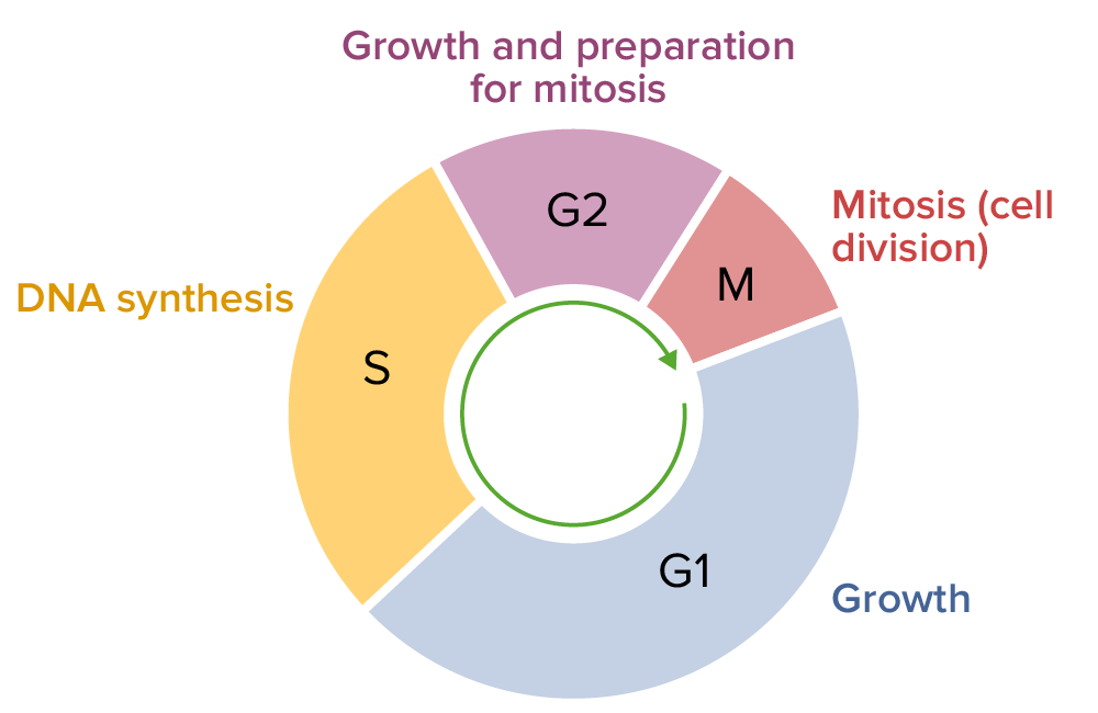 Cell cycle, consisting of g1, s, g2, and m phases