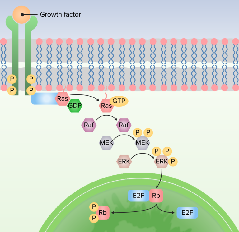 Cell Cycle | Concise Medical Knowledge