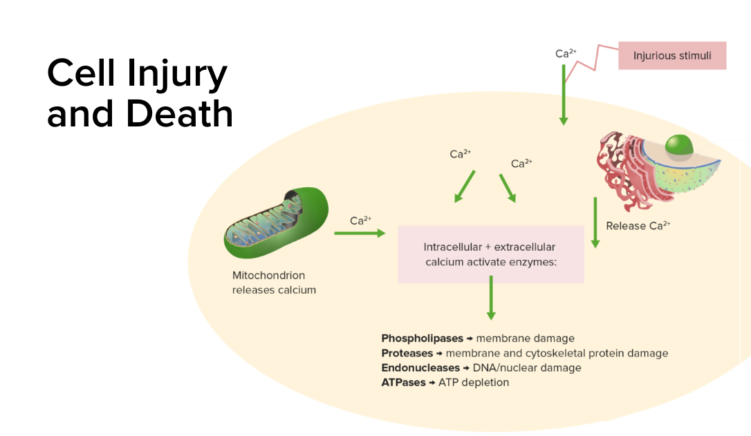 Cell Injury and Death Concise Medical Knowledge
