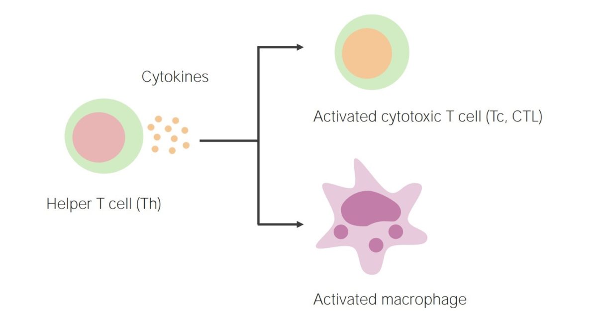 Cell-mediated immunity