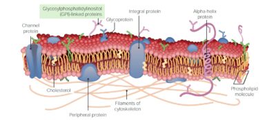 The Cell: Cell Membrane | Concise Medical Knowledge