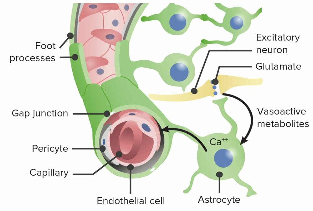 Células e estruturas da barreira hematoencefálica