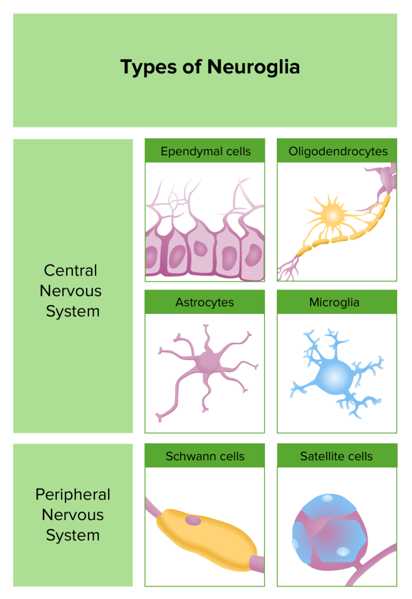Types of neuroglia and their locations