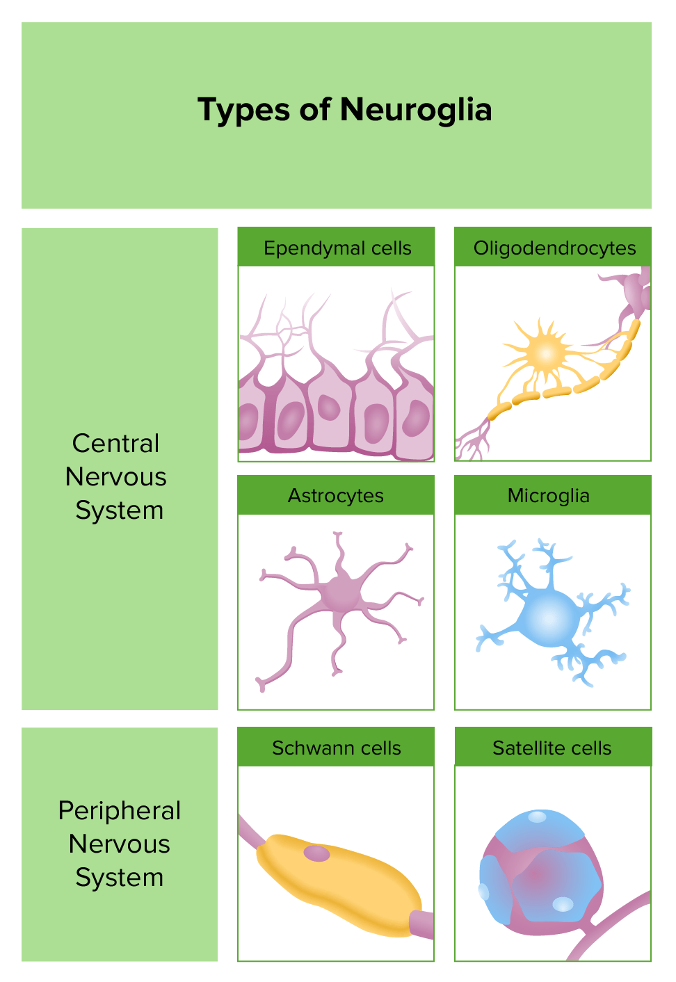 Types Of Neuroglial Cells