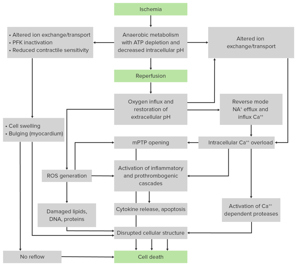 Cellular changes and adaptive responses in ischemic cell damage