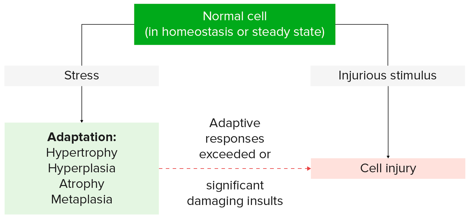cell atrophy