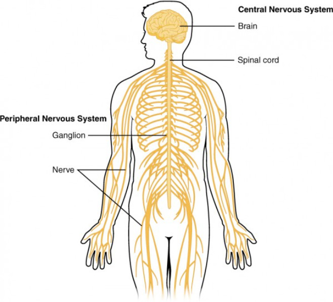 Central and peripheral nervous system