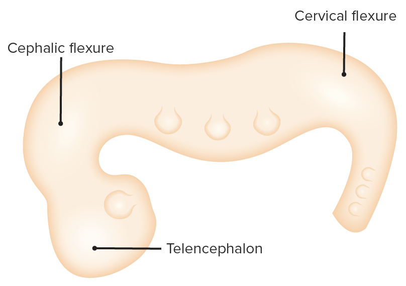 Cervical and cephalic flexure