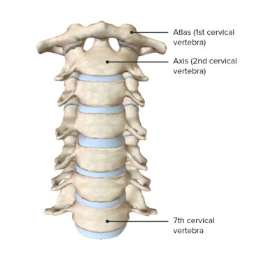 Cervical vertebrae showing atlas and axis
