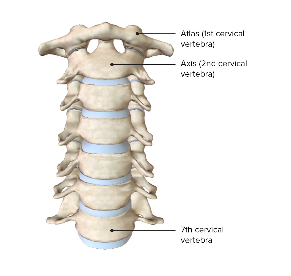 Vertebral Column: Anatomy  Concise Medical Knowledge