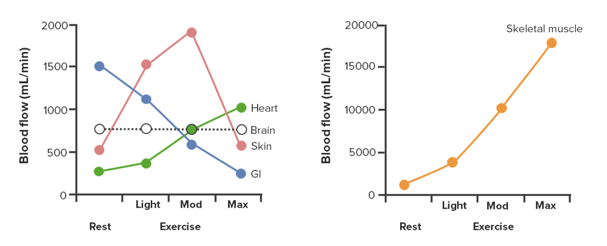 Alterações na distribuição do fluxo sanguíneo durante exercícios leves, moderados (mod) e máximos (max)