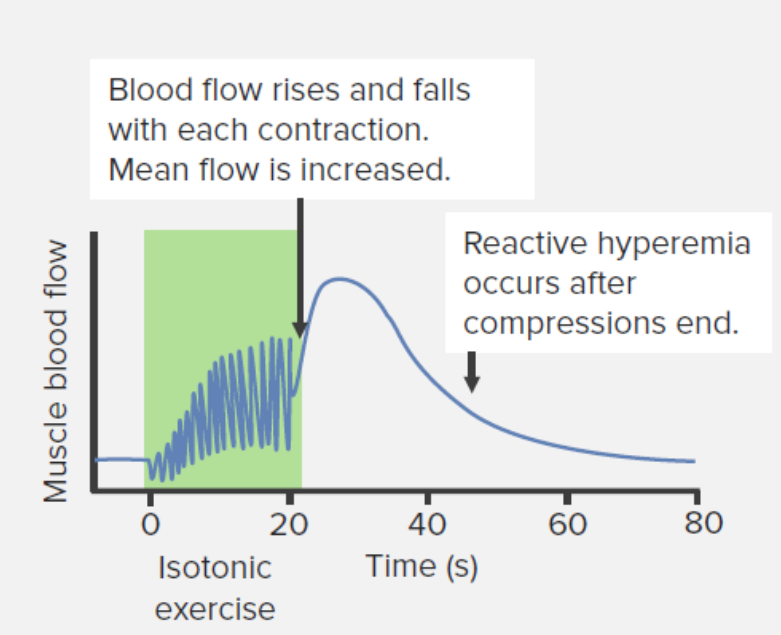 Cambios en el flujo sanguíneo al músculo durante y después del ejercicio de resistencia isotónica.