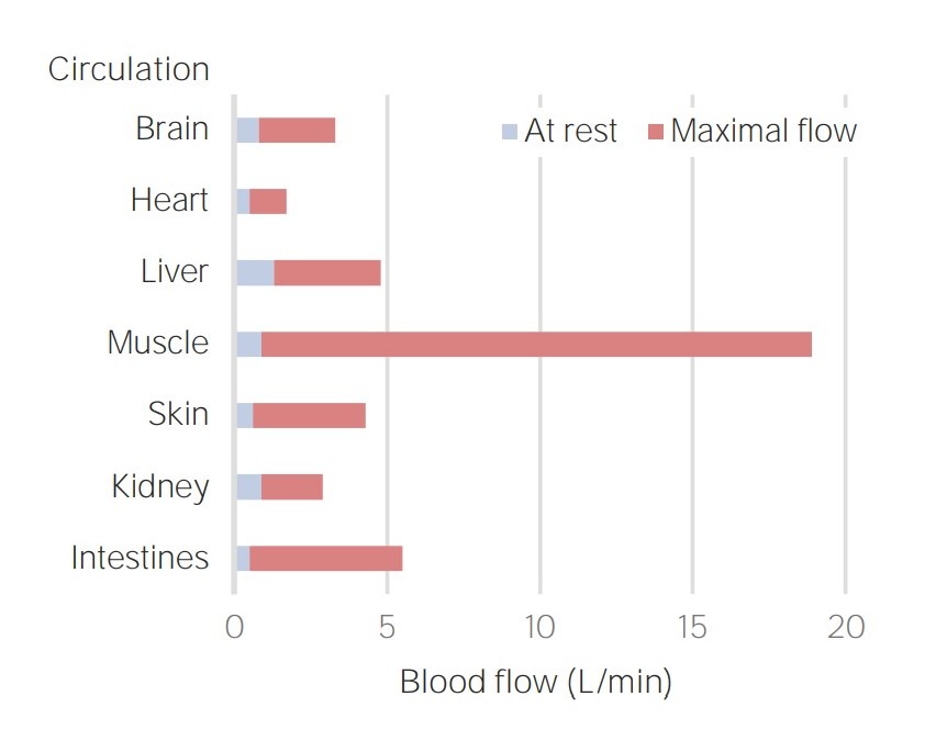 Changes in blood flow to the systemic organs during maximal vasodilation