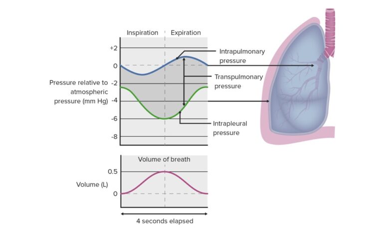 Ventilation: Mechanics of Breathing | Concise Medical Knowledge