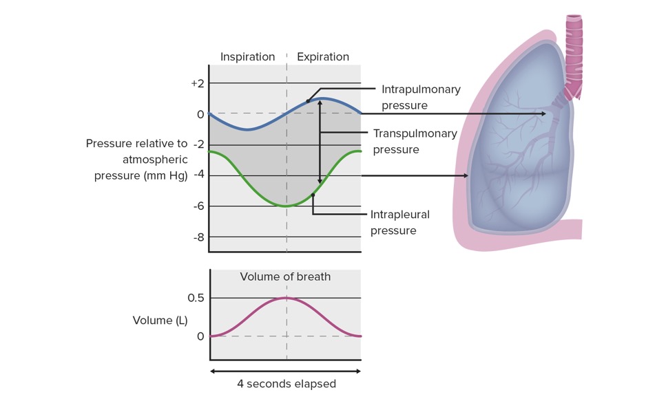 pleural cavity pressure