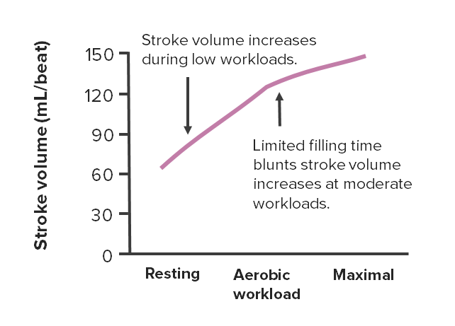 Changes in stroke volume at different intensities of aerobic exercise
