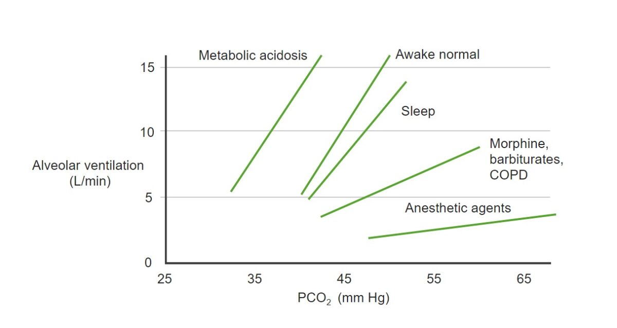 Changes of PCO₂ and alveolar ventilation relationship Respiratory regulation