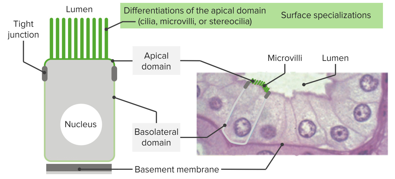 simple cuboidal epithelium apical surface