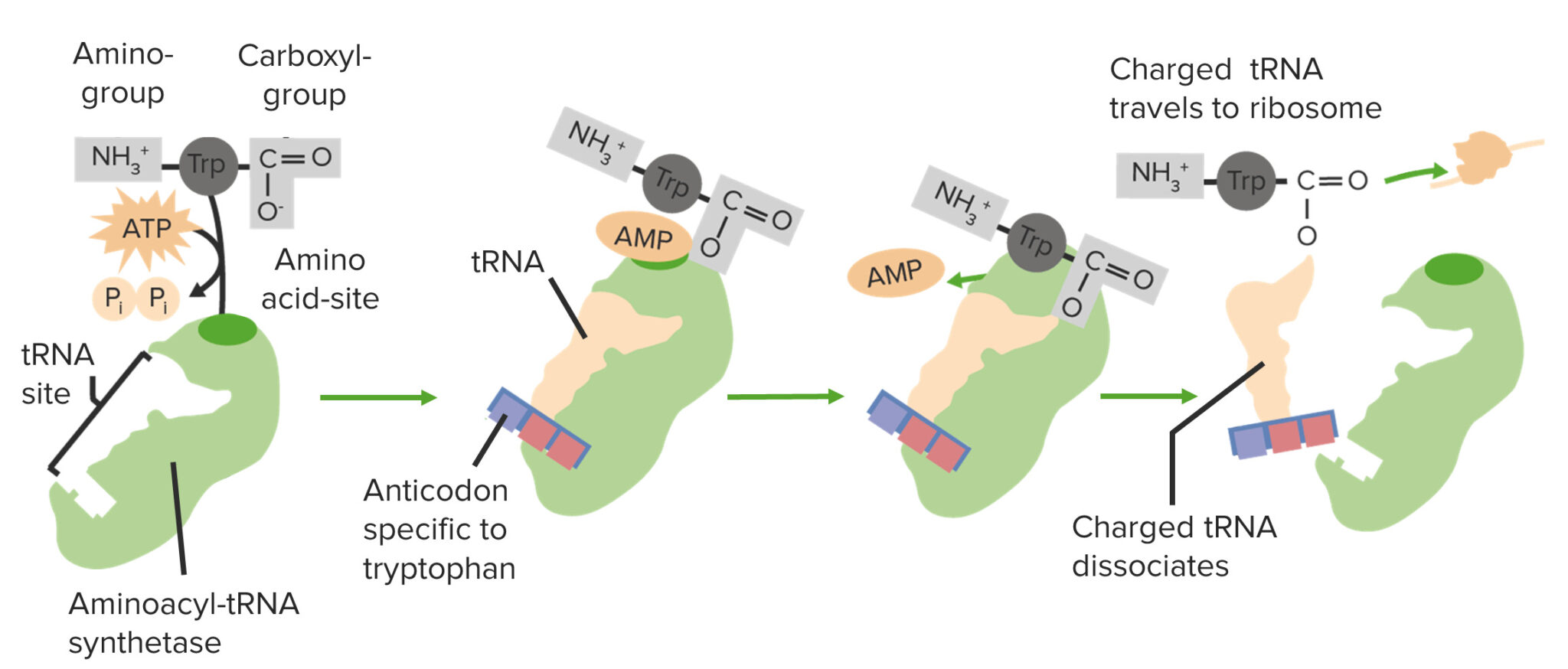 Stages and Regulation of Translation Concise Medical Knowledge